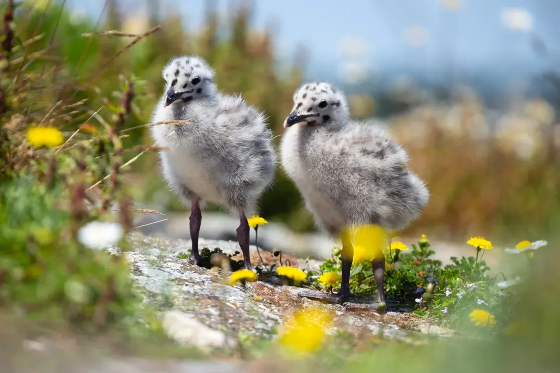 Junge Möwen im Nest — Naturfotografie